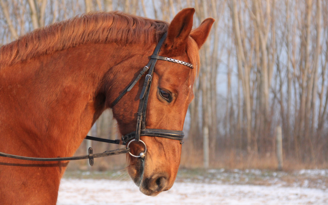 Szőrnyírásról való tudnivalók a téli időszakban