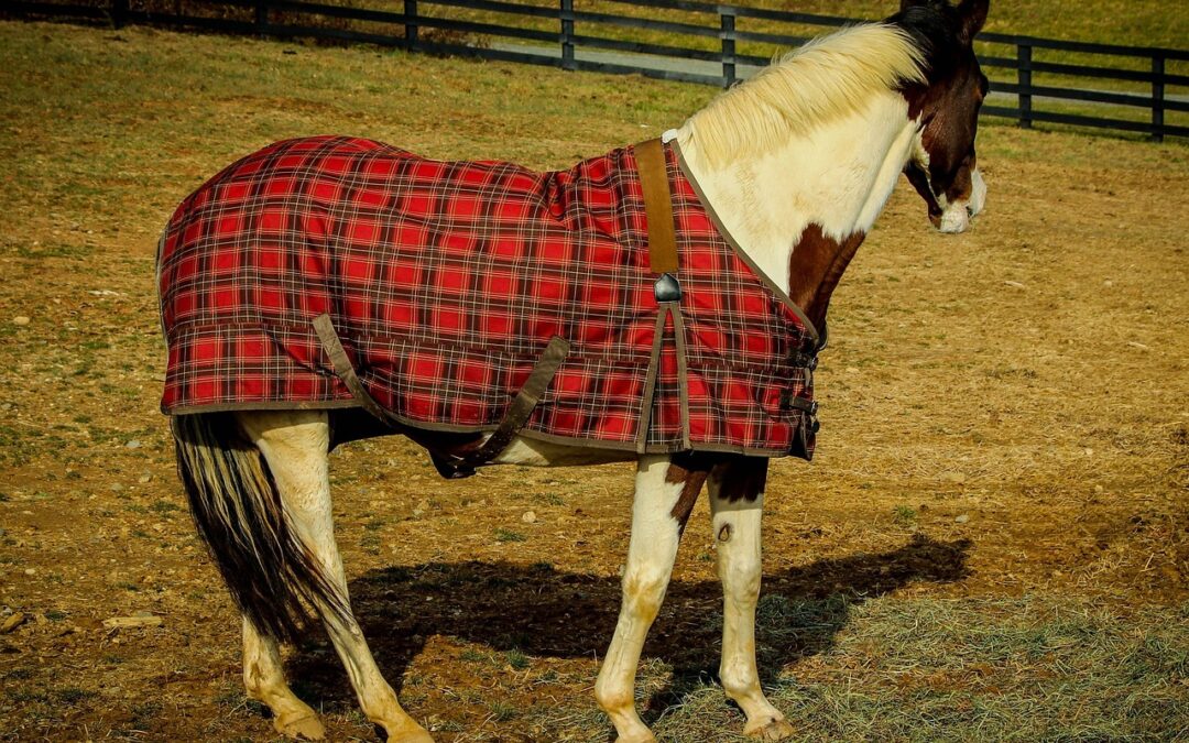 Lótakarózás útmutató: hogyan válassz megfelelő takarót lovadnak?